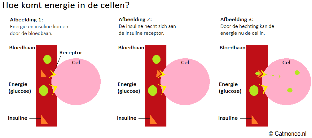 Insuline Hoe komt energie in de cellen