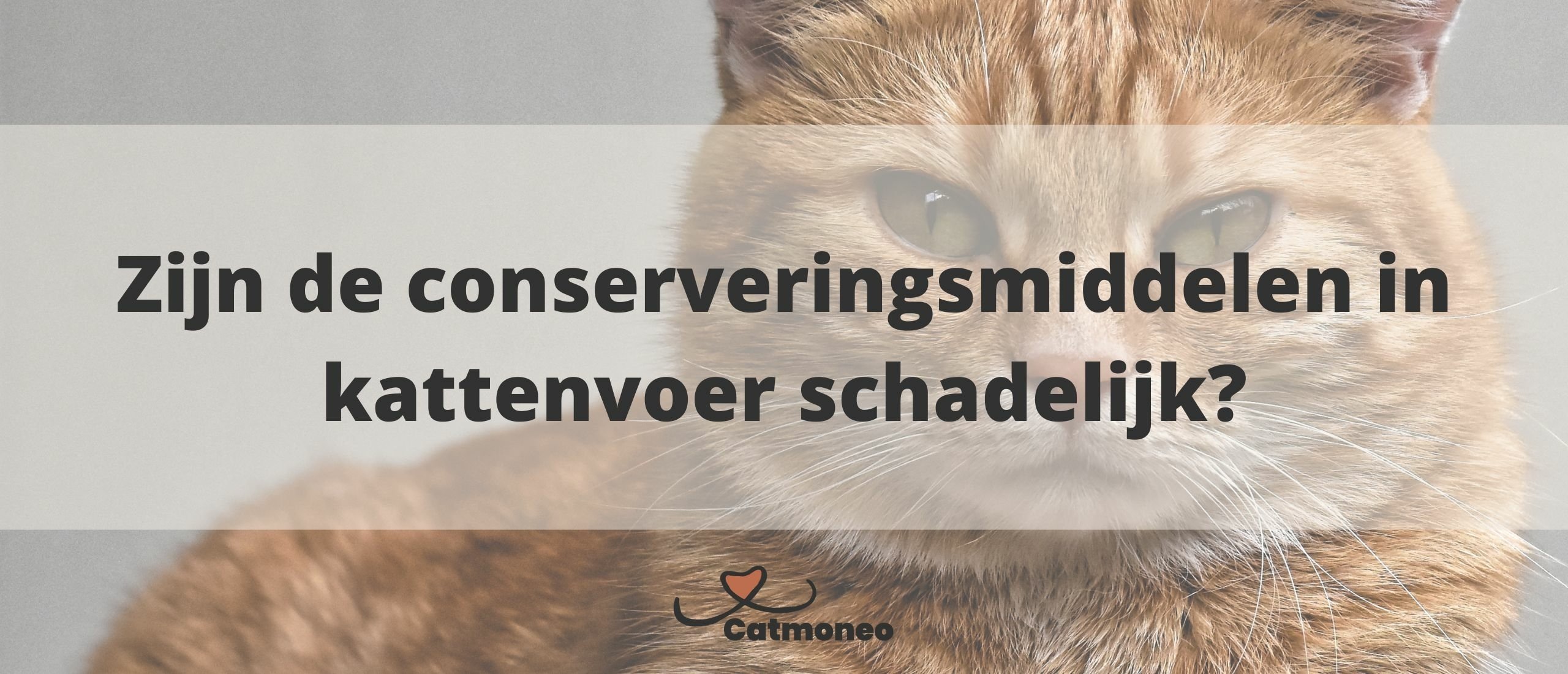 Zijn de conserveringsmiddelen in kattenvoer schadelijk?
