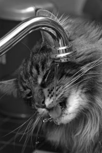 Drinkende kat