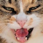 Grommende kat