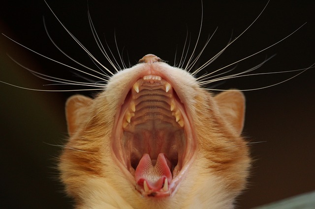 Tanden van Kat