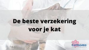 De beste kattenverzekering