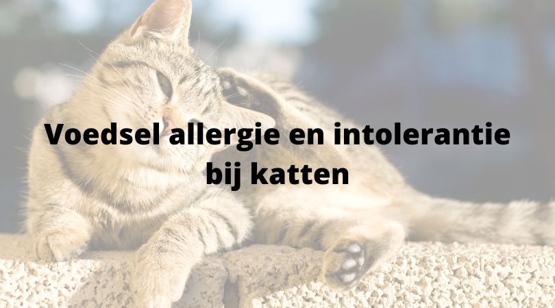 Voedsel allergie en intolerantie bij katten