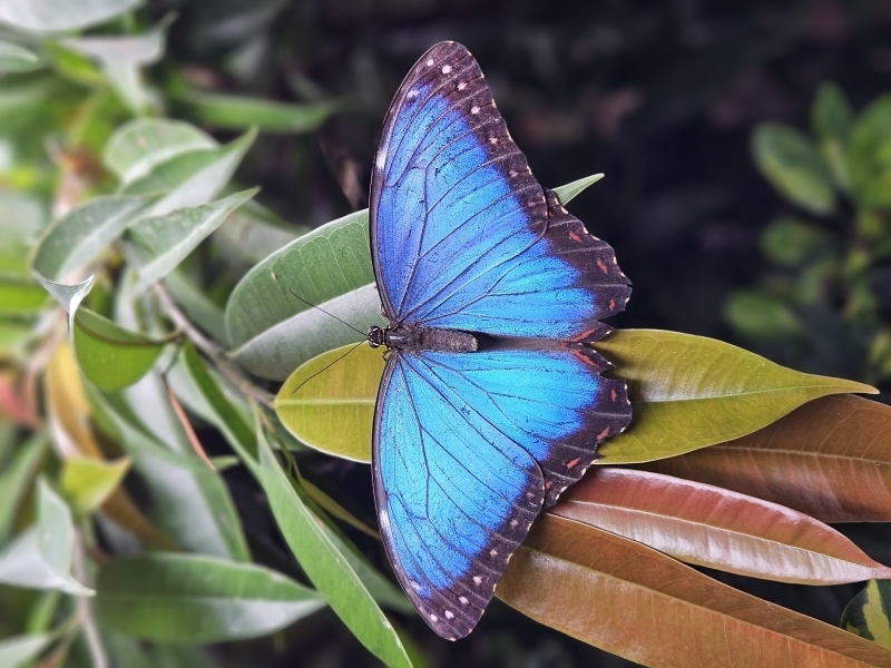 Papilonia (Schmetterlingshaus)