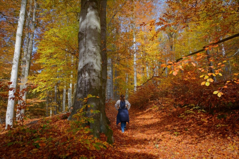 Beukenbos IJzergebergte