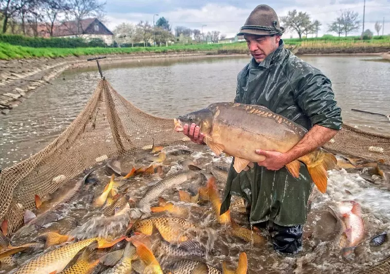 Třeboň-Karpfen aus Südböhmen