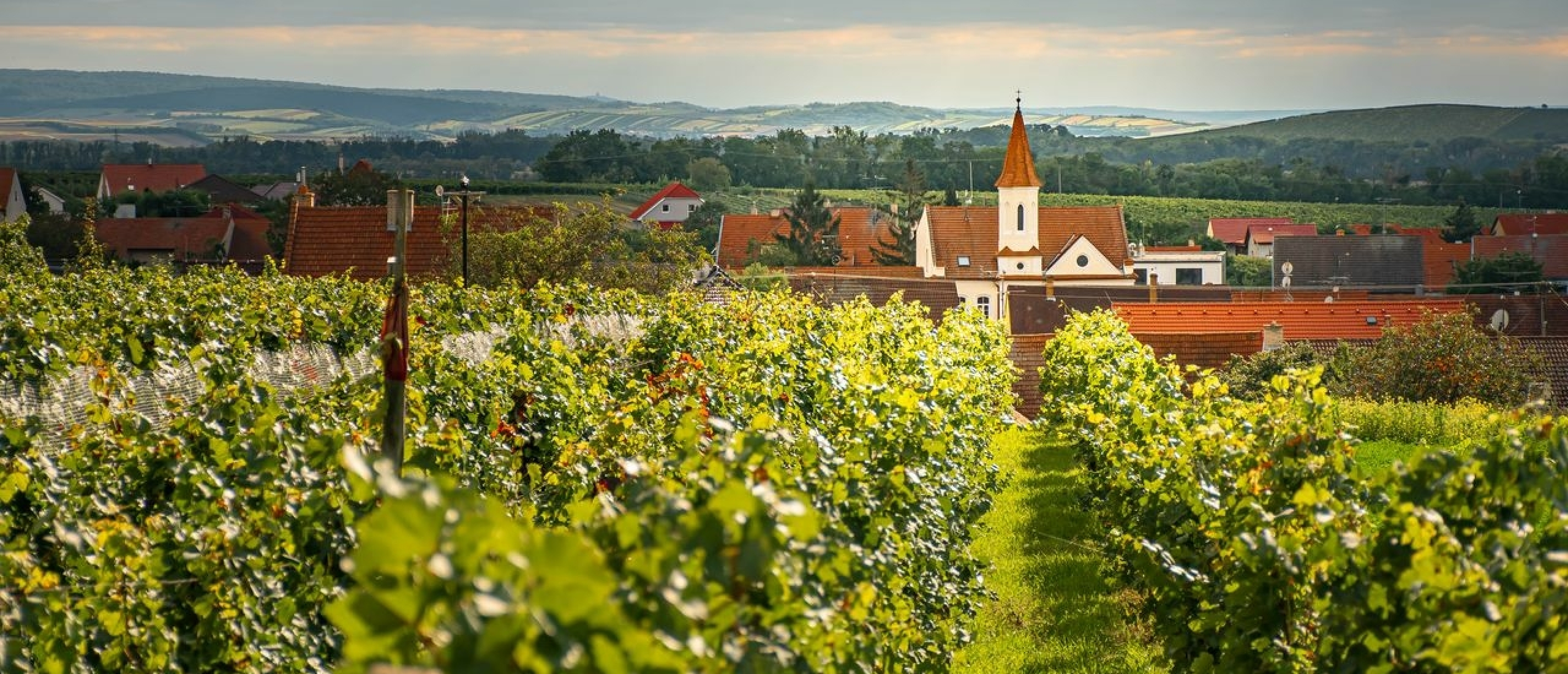 Wijngaard Zuid-Moravië