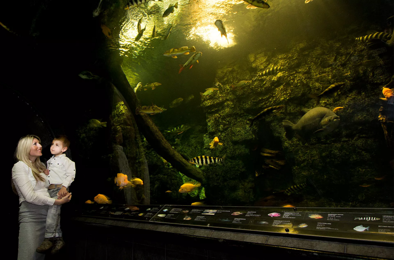 Aquarium Hradec Králové
