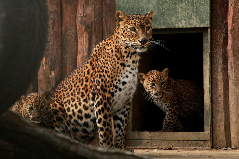 Brno zoo