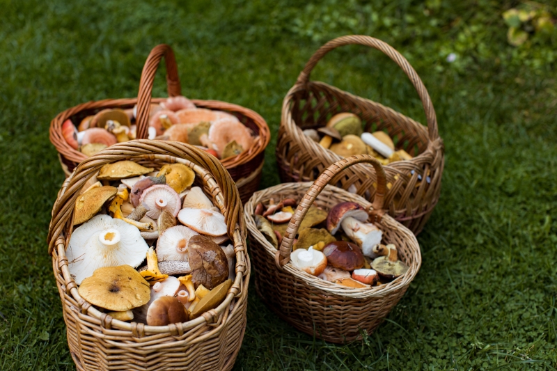 Mushrooms Czechia
