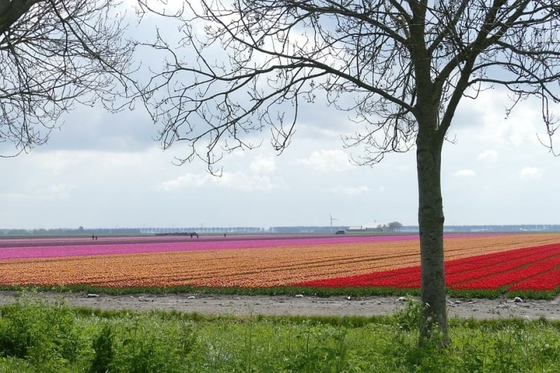 flower fields in the Netherlands