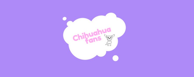 Chihuahuafans.nl is live! Wat is het en wat gaan we daar doen?