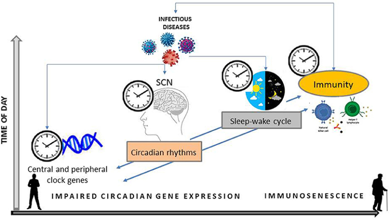 Bio ritme & immuunsysteem