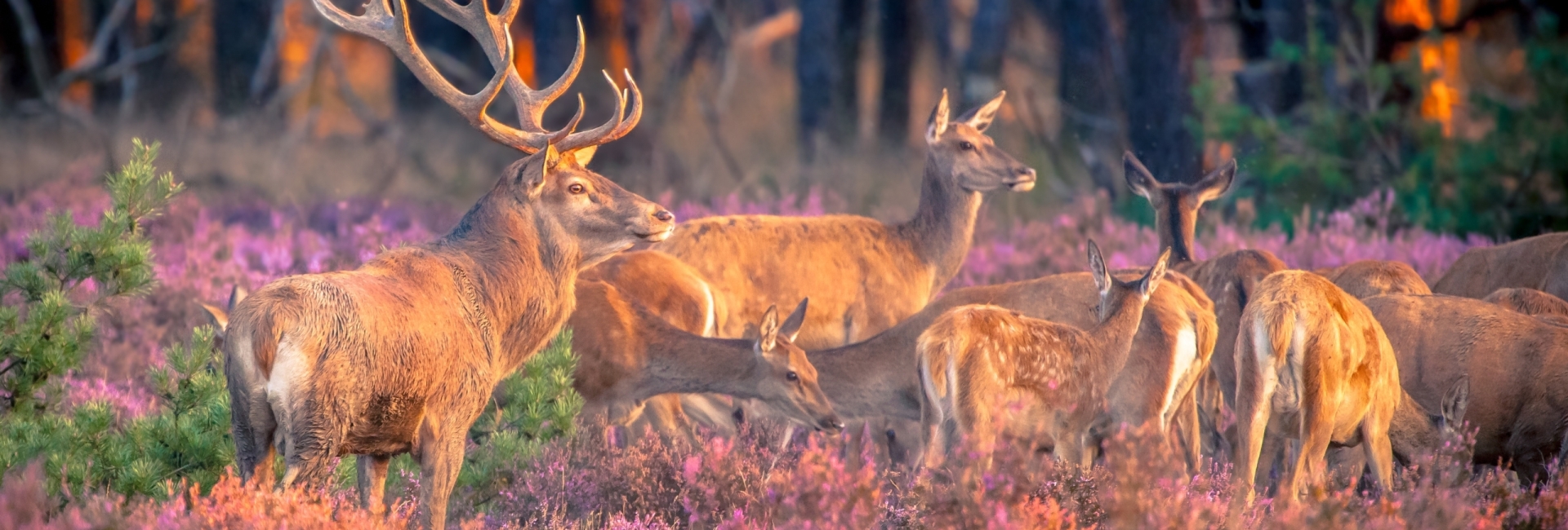 Dwingeloo: de leukste activiteiten, restaurants en hotels van dit prachtige brinkdorp dwingeloo-de-leukste-activiteiten-restaurants-en-hotels-van-dit-prachtige-brinkdorp