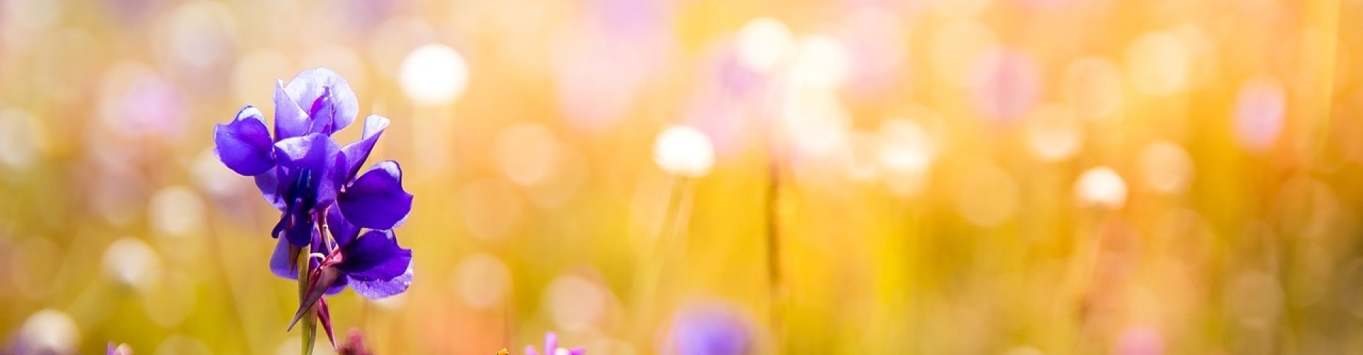 Astrid de Jonge Wie is Astrid de Jonge