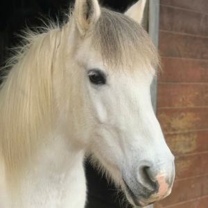 Dierenliefde Dierenliefde Puk