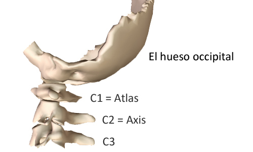 El cuello y las vértebras cervicales