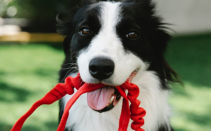 Border Collie spelenderwijs trainen