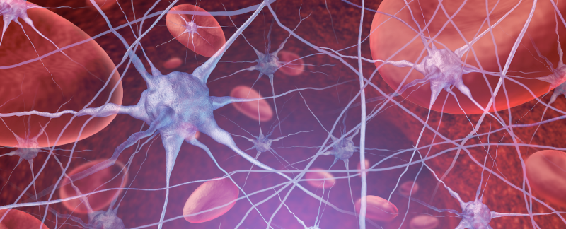Synapsen, hersenverbindingen