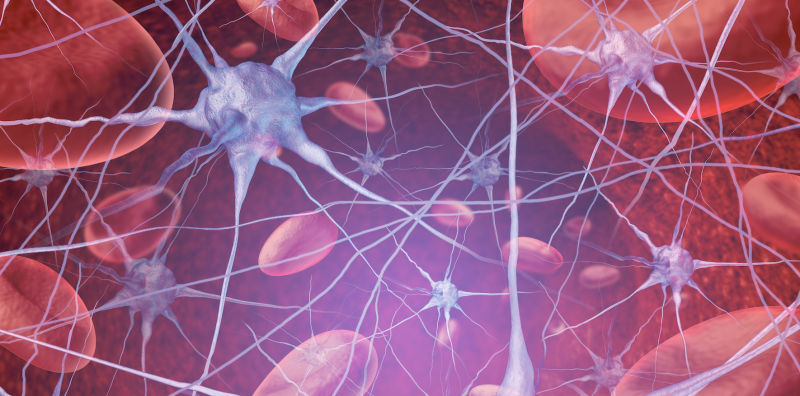 Synapsen, hersenverbindingen