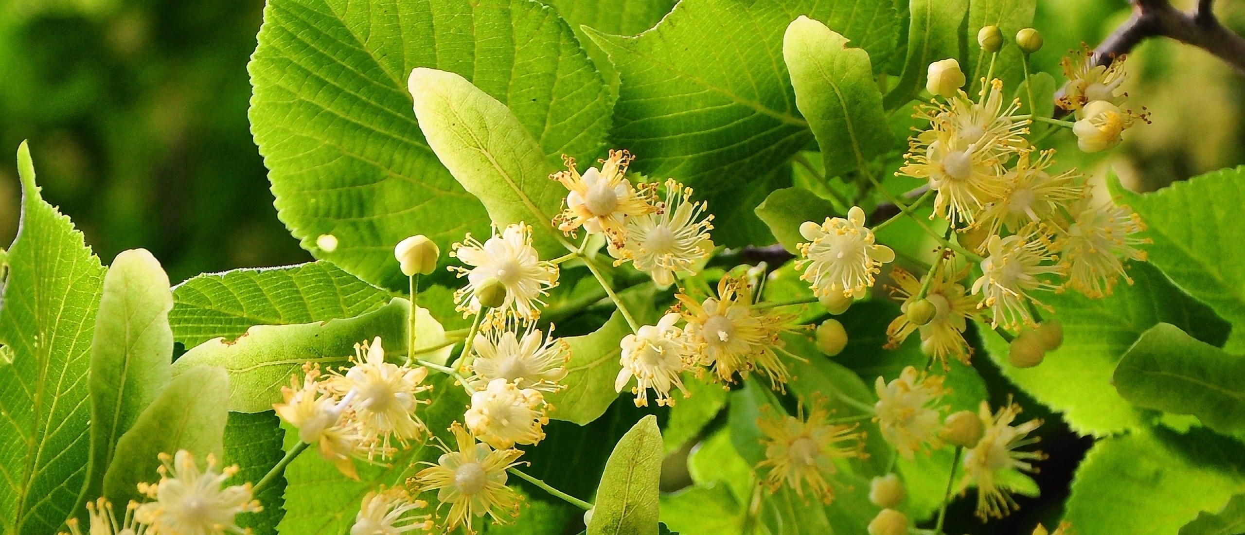 Lindebloemen Lindebloemen