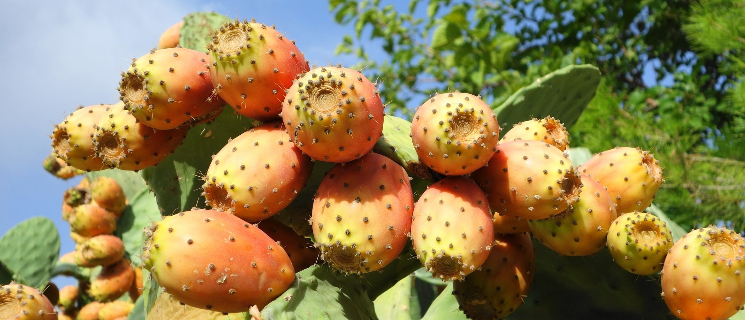 Prickly Pears: cactusvijgen