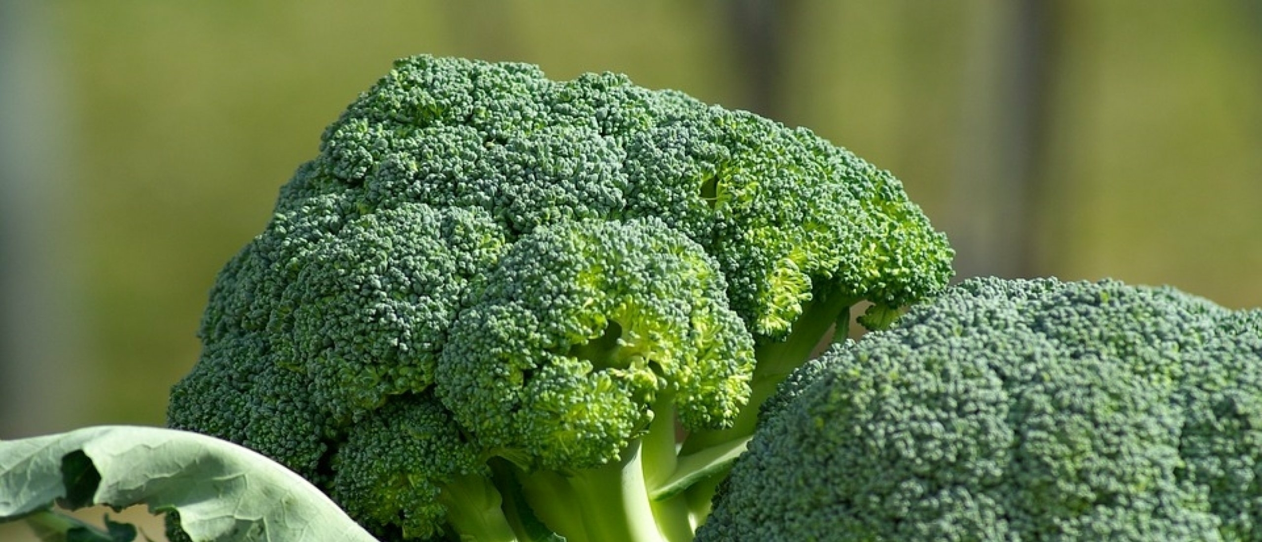 Broccoli-olie Broccoli-olie