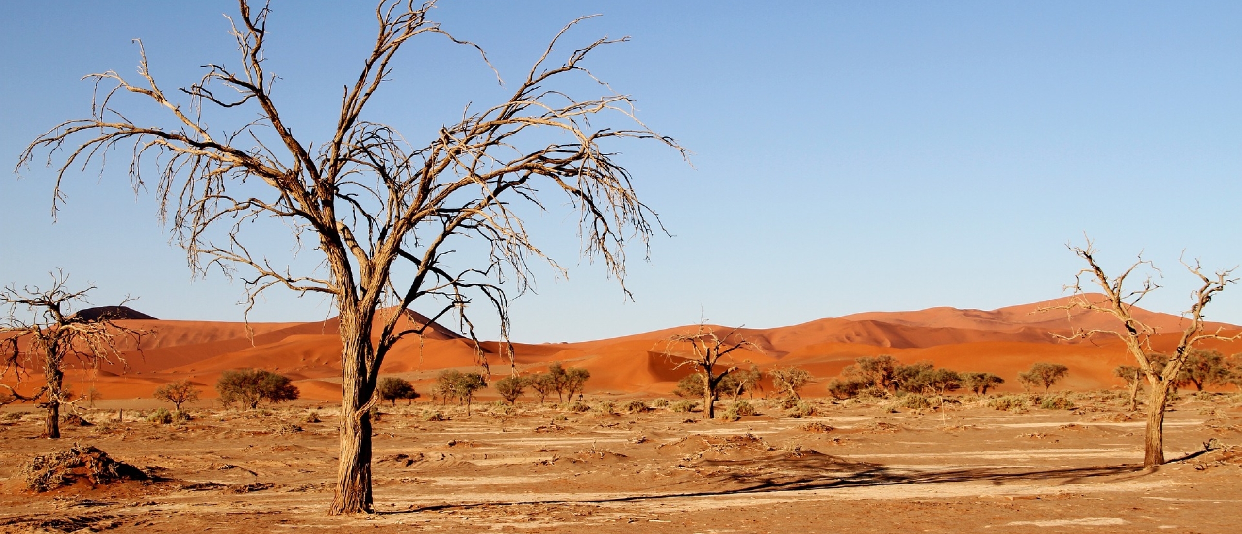 Kalahariwoestijn in Afrika