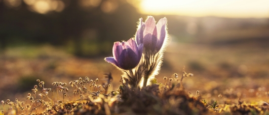 Transformational Cupping Voorschoten Transformational Cupping Voorschoten