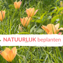 Beplanten zoals in de natuur