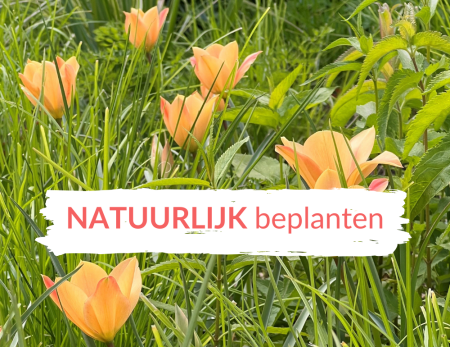 Beplanten zoals in de natuur