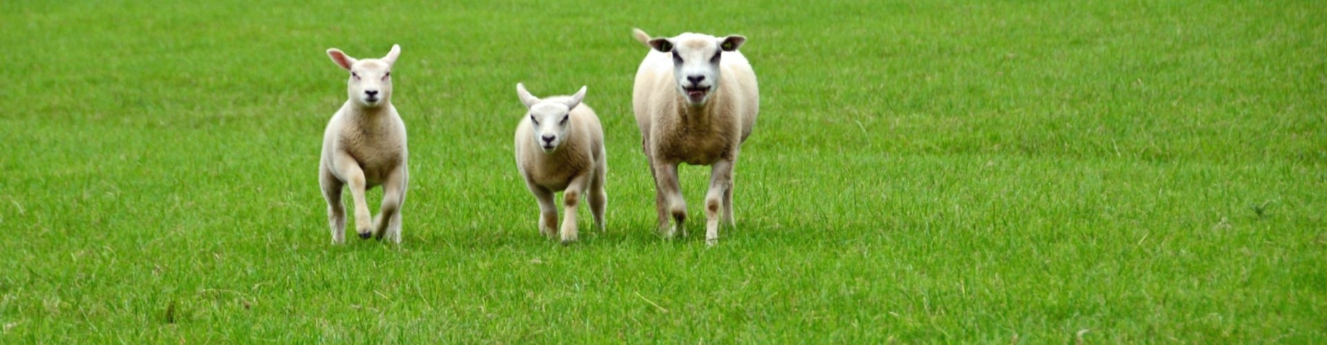 schapenboerderij op texel