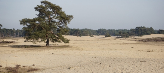 wandelweekend Herpen Herperduin wandelen