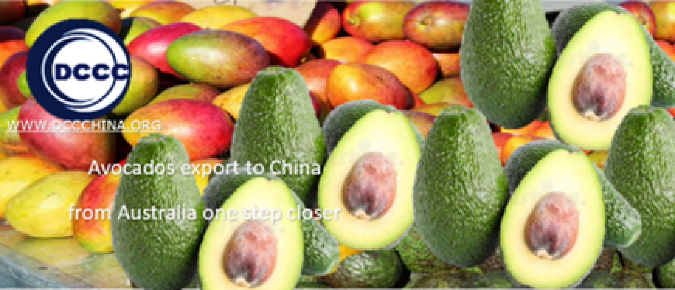 Avocados export to China from Australia one step closer