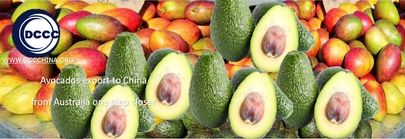 Avocados export to China from Australia one step closer