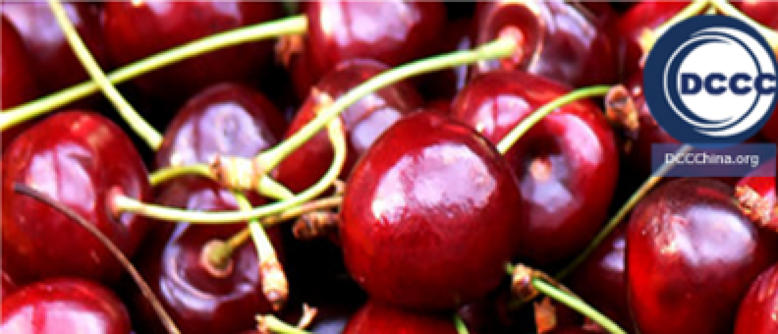 Cherry fruit export to China – cherry Chinese importers in China