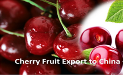 Cherry fruit professional Chinese importers in China