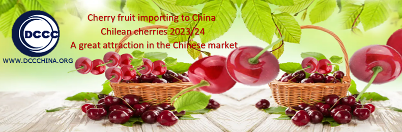 Chilean cherries 2023/24 imported to China arrived in Shanghai