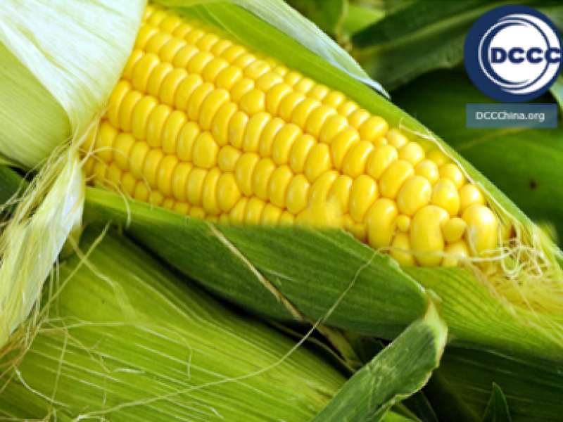 china-becoming-worlds-top-corn-importer-for-the-first-time