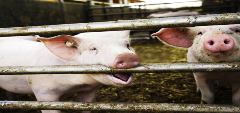 China Imports 2m Tonnes of Pork in 2019