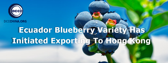 Ecuador blueberry variety exporting to Hong Kong