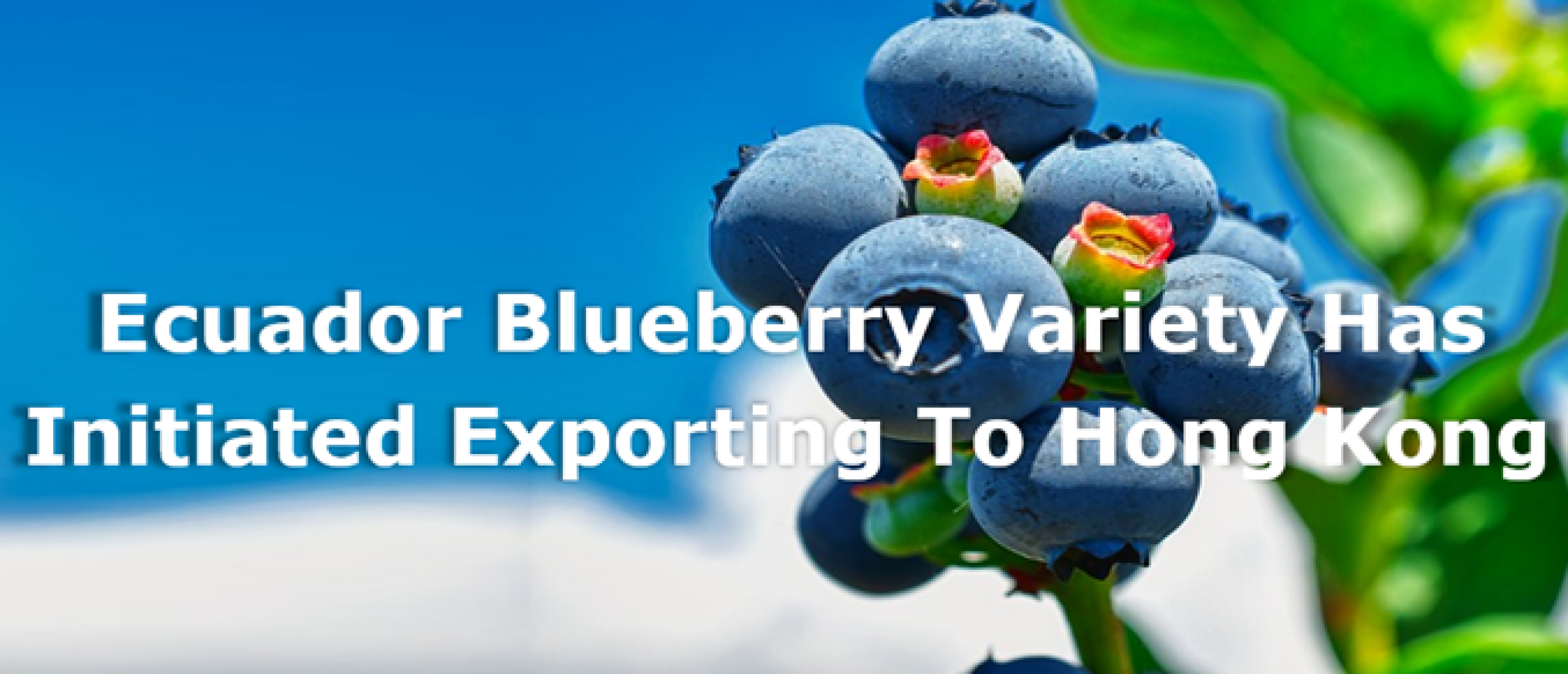 Ecuador blueberry variety has initiated exporting to Hong Kong