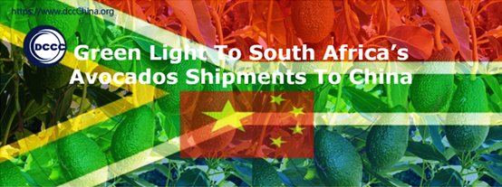 Green Light To South Africa’s Avocados Shipments To China