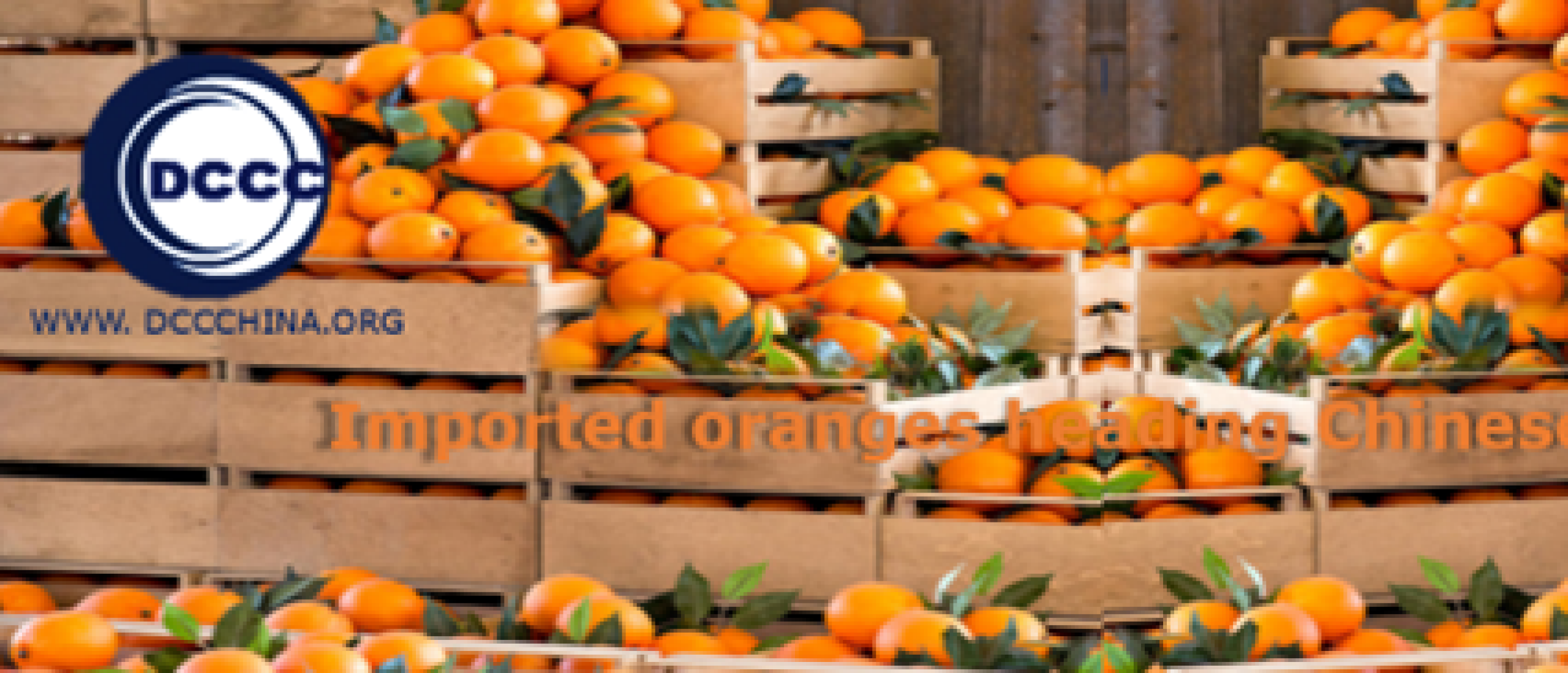 Imported oranges heading Chinese market again - fruit import to China