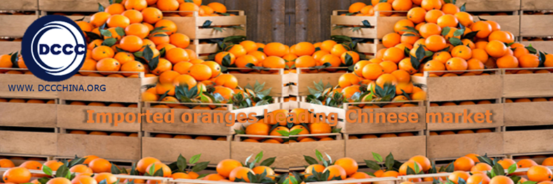 Imported oranges heading Chinese market again - fruit import to China