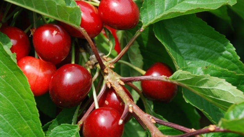 Large Volumes of Chilean Cherries Enter Chinese Market