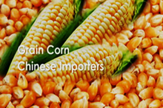 list-of-Chinese-importers-for-grain-corn