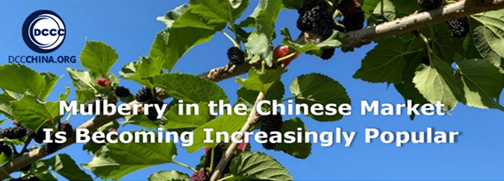 Mulberry in the Chinese market is becoming increasingly popular