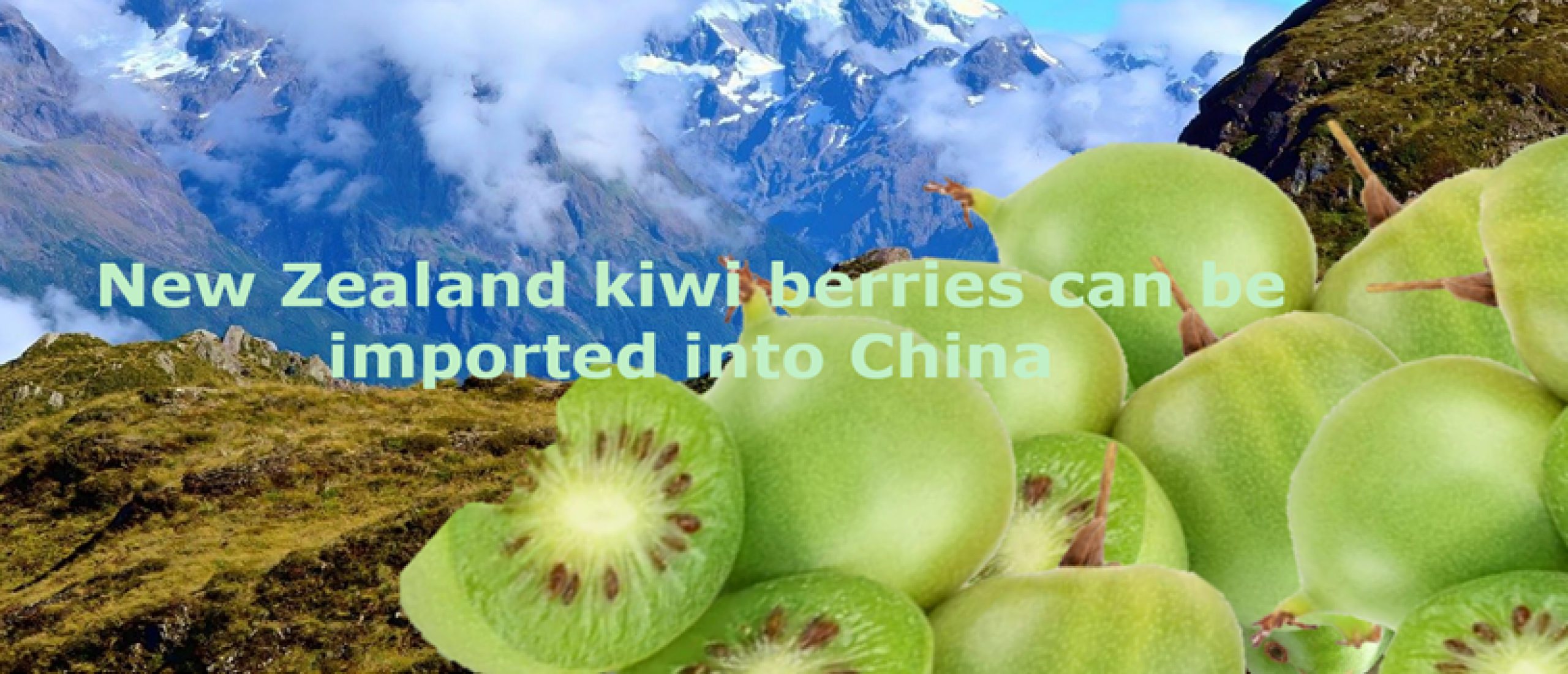 New Zealand kiwi berries can be imported into China