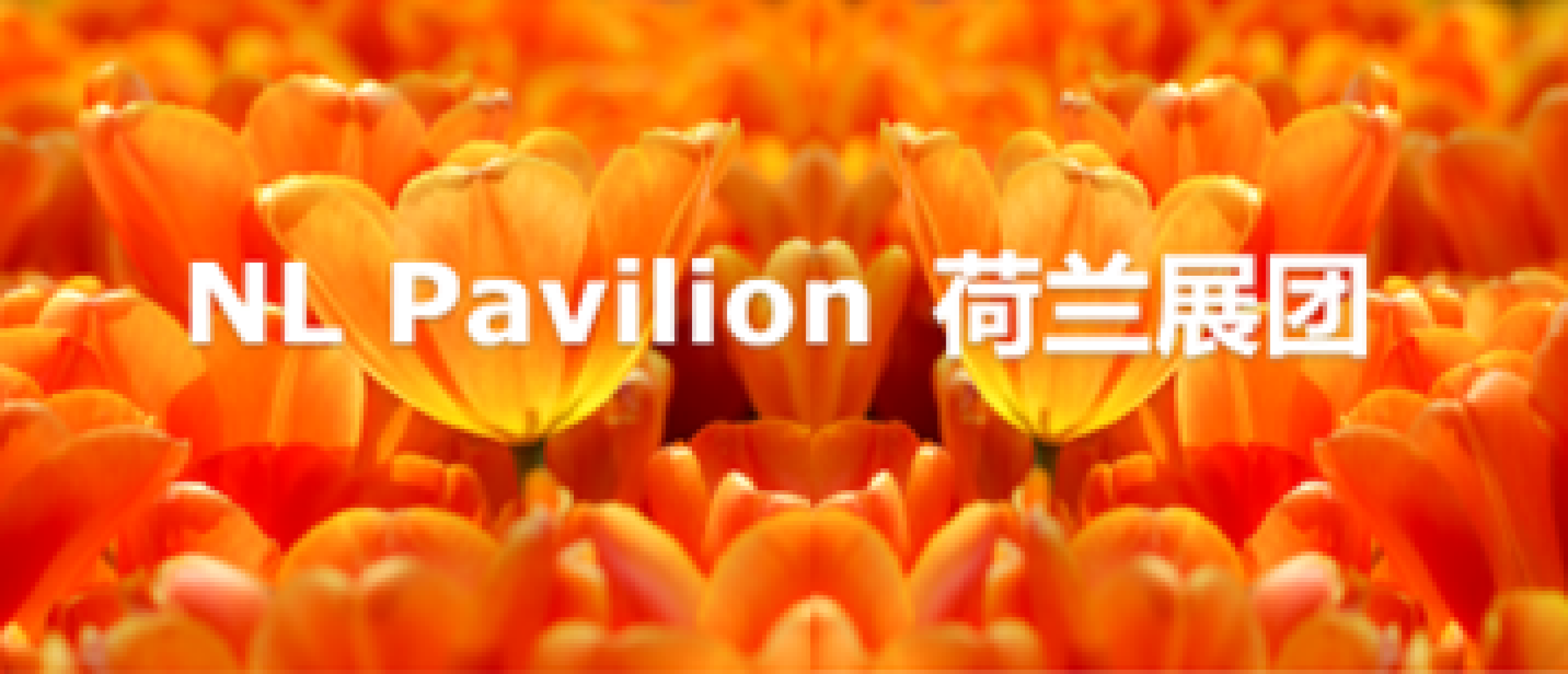 NL Pavilion in Beijing 26th  Hortiflorexpo China 2024